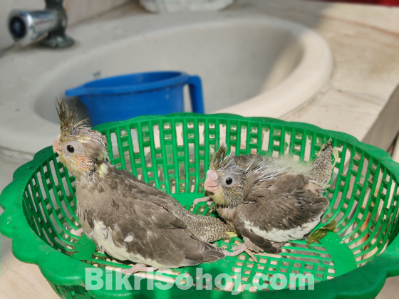 Cockatiel baby